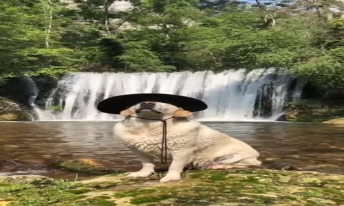 Şelale Kenarında Picasso Gibi Poz Veren Labrador