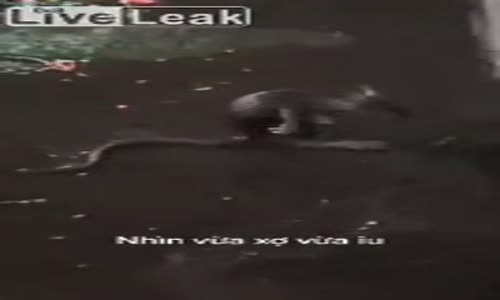 Yağmurda Yıkanan Fare 