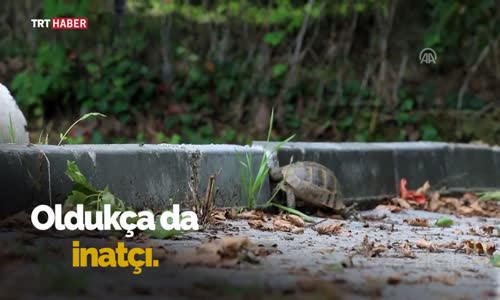 İnatçı Kaplumbağanın Zaferi