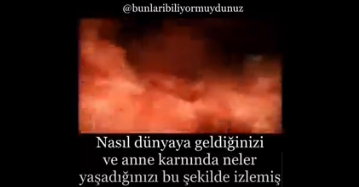 Anne Karnında Neler Yaşadığımızı Daha Önce İzlediniz mi?