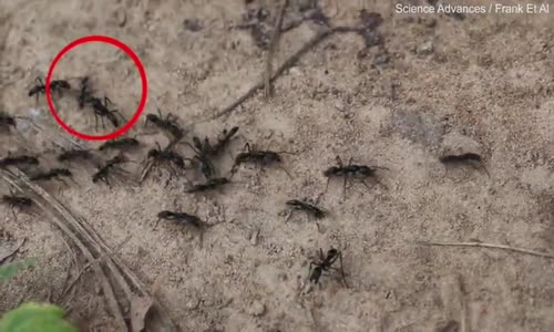 Siz ne Güzel Canlılarsınız! Yaralı Karıncayı Kurtarmaya Karınca Timi Geldi! 