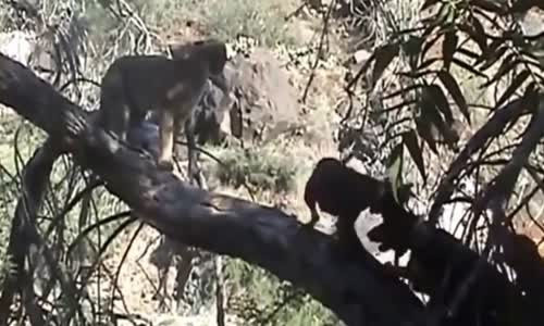 Pumayı Avlayacakken Madara Olan Köpekler