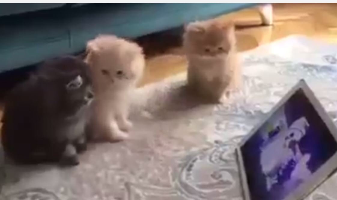 Tablet'le Oynayan Kediler