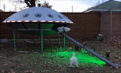 Tavukların Ufo'ya Biniş Videosu. Kümesten Kaçış Gerçek Oldu !