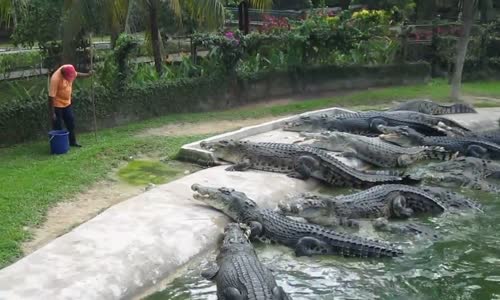 Tavuk Besler Gibi Timsah Besleyen Adam