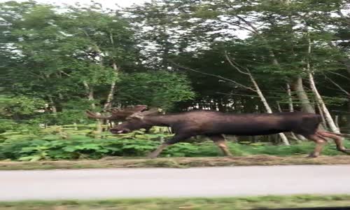 Adamın Geyiğe Kiki Challenge Yapması