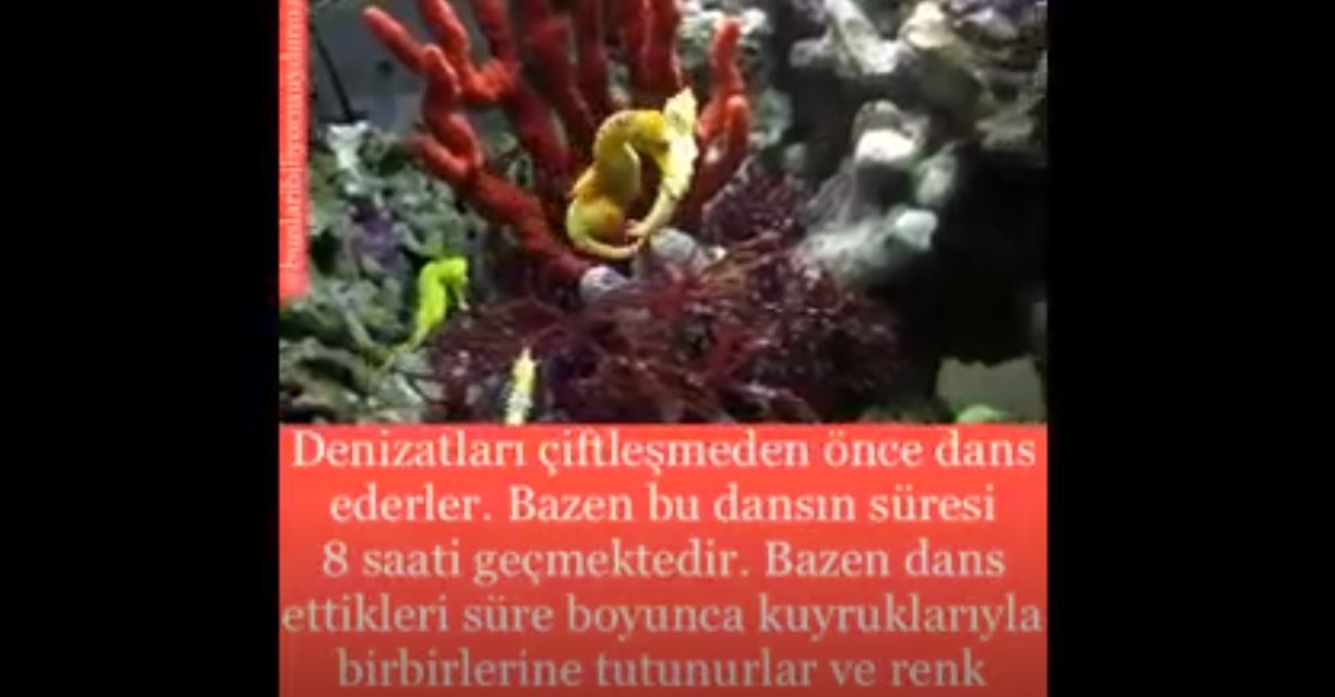 Denizatları Çiftleşmeden Önce Bakın Ne Yapıyorlar.!