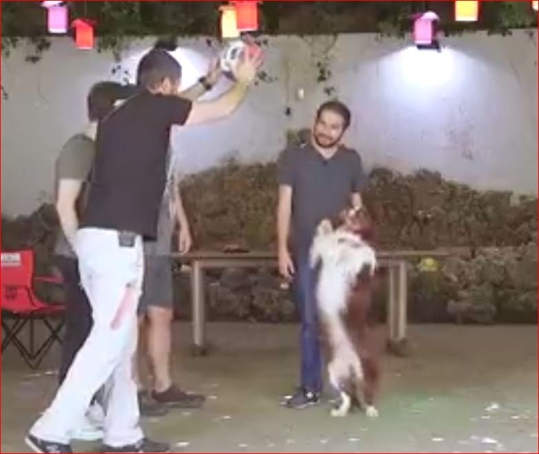 Türkiye'nin En Zeki Köpeği Max - Şampiyon Köpek 