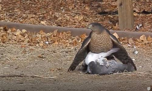 Sen Ne Bahtsız Bir Kardeşimizsin Ey Güvercin
