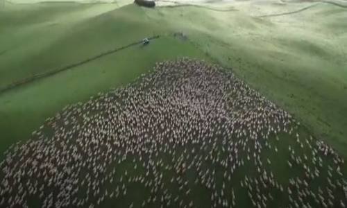 Kuzuların Meralarda Özgürce Dolaşması Bu Kadar mı Hoş Olur ?