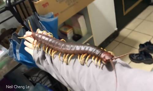 Vücudunda Kırkayak Gezdiren Çinli Adam