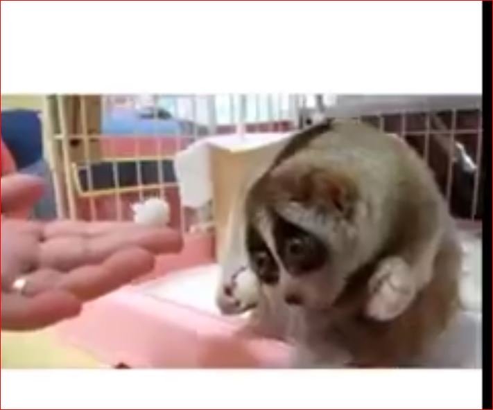 Çok Şeker Bir Hayvan