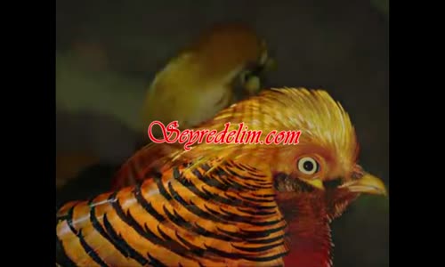 Süslü Sülün Kuşu