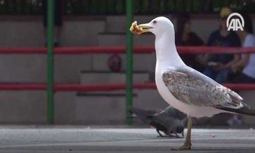 Teneffüs Arası Martı Besleme Nöbeti