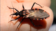 Dünyadaki En Tehlikeli 10 Böcek Türü 