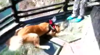 Cam Köprüden Geçmeye Çalışan Köpek