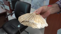 Orta Toroslar'da 23 milyon yıllık deniz canlılarına ait fosiller bulundu