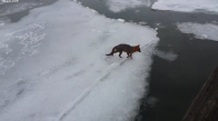 Buz Kaplı Göle Düşen Tilki 4 Dakika İçinde Dondu
