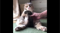 Konuşan Kediler 9 - En Komik Kedi Videoları