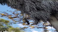 Palmiye Ağacında Sıçan Avlayan Piton