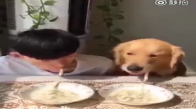 Sahibinin Yemeğinden Yiyen Köpek