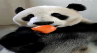 Pandanın Elma Şekeri Yemesi