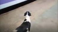 Her Gece Aynı Treni Bekleyen Köpeğin Yürek Burkan Hikayesi