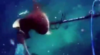Zıpkınlı Dalgıça Hızla Saldıran Köpekbalığı