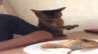 Yemek Yemek İçin Sevimlilik Gösterisi Yapan Kedi