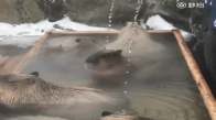 Sauna Sefası Süre Kapibara 