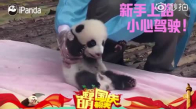 Panda Kardeşlerin Sevimli Hareketleri