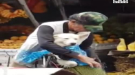 Bisikletiyle Taşıdığı Köpeğini Yağmurdan Koruyan Adam