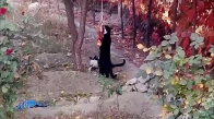 Çok Komik Kedi Videosu