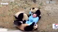 Pandaların Gazabına Uğrayan Bakıcılar