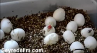 Yılan Yavrusunun Yumurtadan Nasıl Çıktıgı Sizi Şaşırtacak
