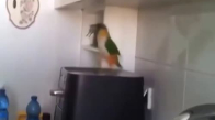 İlginç Dansıyla Dikkat Çeken Papağan