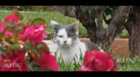 Konuşan Kediler 2 - En Komik Kedi Videoları