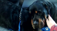 Ölen İkiz Kardeşinin Yasını Tutan Rottweiler