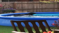 Evin Bahçesindeki Oyun Havuzunda Gizlice Oynayan Köpeğin İnsan Dostuna Yakalandığı Anda Yaşadığı Şok 