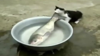 Kedinin Balığı Kaçırmaya Çalışması