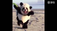 Panda Kostümlü Köpek