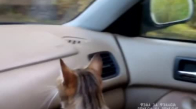Arabanın İçinde Sıkılan Kedi