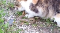 Yılanı Canlı Canlı Yiyen Kedi