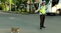 Kediye Yardım Eden Trafik Polisi