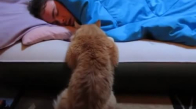 Sahibi Uyurken Başında Bekleyen Kedi