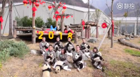 Yılbaşını Kutlayan  17 Yavru Panda