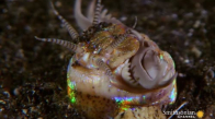 Deniz Dibinde Yaşayan Korkunçlu Yaratık  Bobbit Solucanı