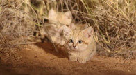 Kum Kedileri Vahşi Doğada İlk Defa Görüntülendi