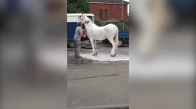 Benzin İstasyonunda Beyaz Atını Fırçayla Yıkayan Adam