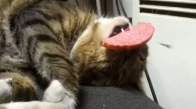 Ağzında Sucuk İle Uyuyan Kedi